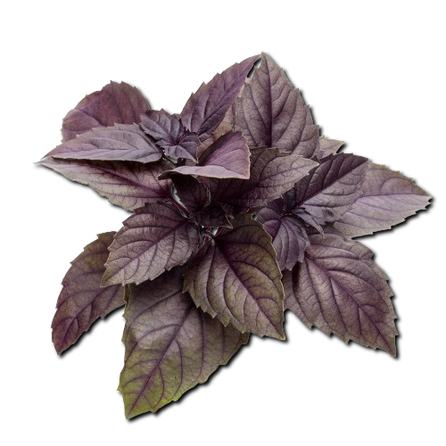 Red Basil Uzbekistan
