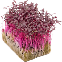 Microgreens Amaranth