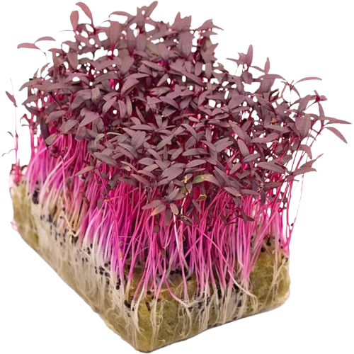 Microgreens Amaranth