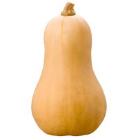 Butternut Pumpkin Uzbekistan 1 pc