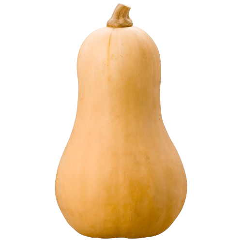 Butternut Pumpkin Uzbekistan 1 pc