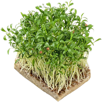 Coriander microgreens