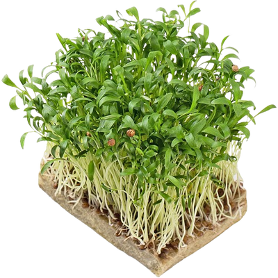 Coriander microgreens