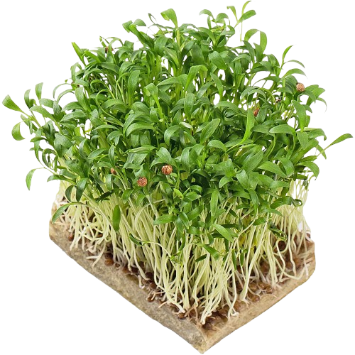 Coriander microgreens