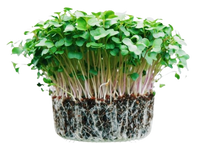 Microgreens Broccoli