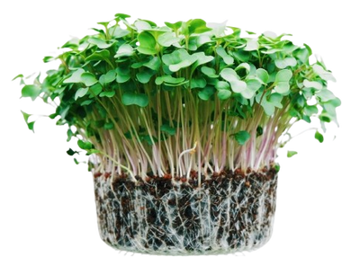 Microgreens Broccoli