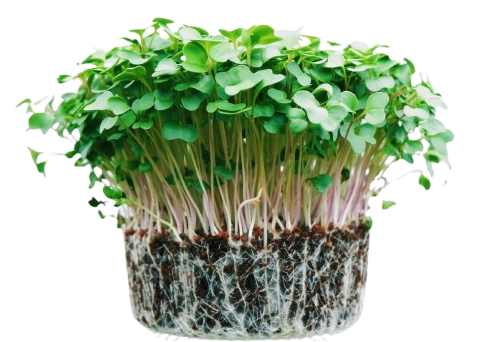 Microgreens Broccoli