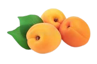 Apricot Shalah Uzbekistan