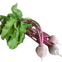 Young beetroot Uzbekistan