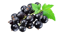 Black Currant