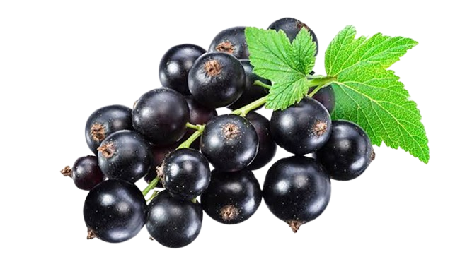Black Currant