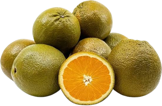 Orange Chocolate Navel