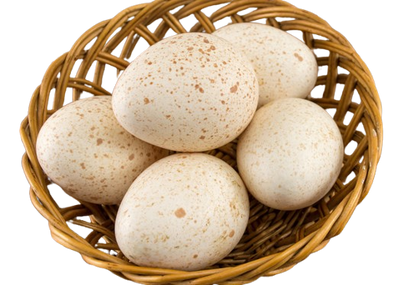 Turkey eggs 6 pcs