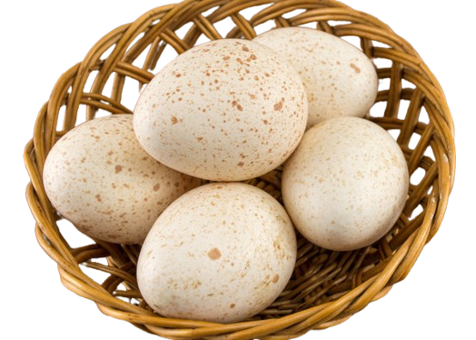 Turkey eggs 6 pcs