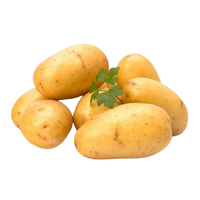 Potato Uzbekistan