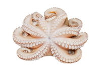 Raw Octopus in Tray