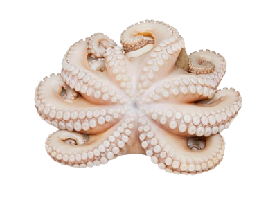 Raw Octopus in Tray