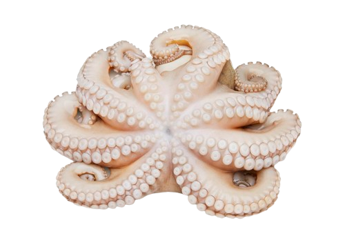Raw Octopus in Tray