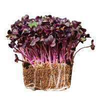 Microgreens Red Radish