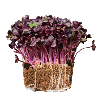 Microgreens Red Radish