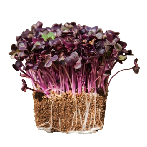 Microgreens Red Radish
