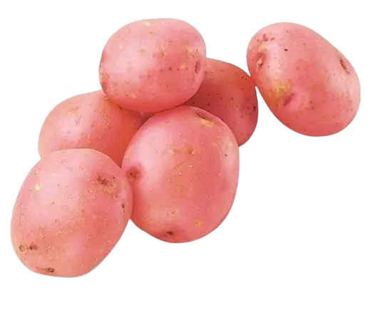 Young potato Red
