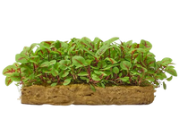 Microgreens Sorrel