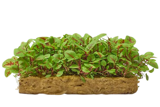 Microgreens Sorrel