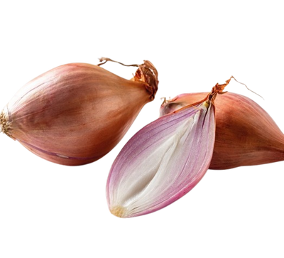 Shallot Onion
