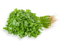 Coriander From Uzbekistan