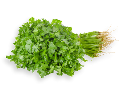 Coriander