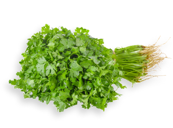 Coriander From Uzbekistan