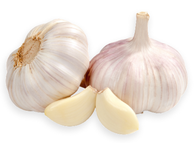 Garlic