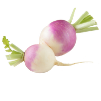 Turnip
