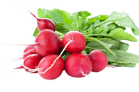 Red Raddish with leaves