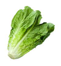 Romaine Lettuce ~ 1pc