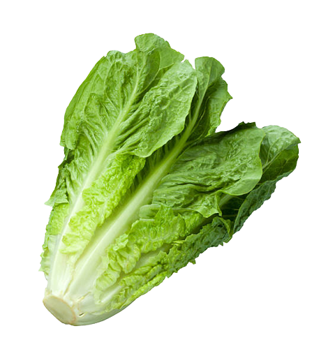 Romaine Lettuce ~ 1pc